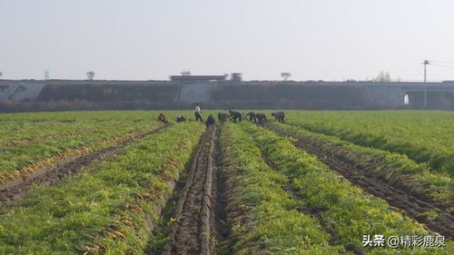 鹿泉喜丰收 农民拔起金萝卜，蔬菜种植家庭农场迎来硕果累累