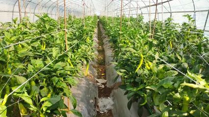 品味田园 黄皮辣椒在家庭农场中的独特魅力