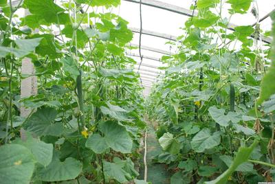 创美农果蔬种植园——打造属于你的家庭主题农场