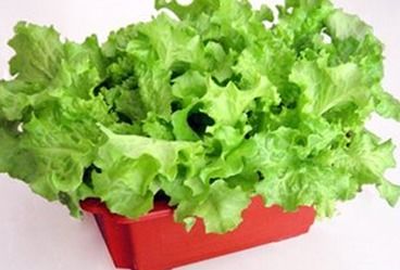 家庭阳台种植生菜 从播种到收获的全指南