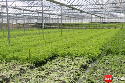 每周三亚关注 HPV疫苗接种、住房公积金提取、优待证申领发放及蔬菜种植家庭农场发展