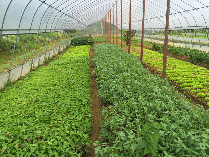 信阳茅屋冲农场 风景如画引客来，观光农业助脱贫