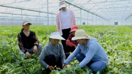 泰州泰兴 推动“蔬菜全产业链”建设，引领乡村振兴新潮流