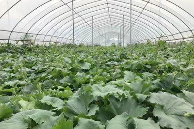 金坛新增两家省级示范家庭农场，助力蔬菜种植产业升级