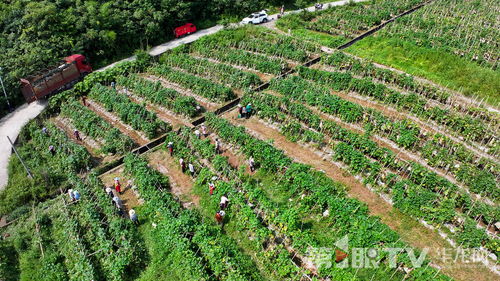 江津贾嗣 特色农业绘就好“丰”景，家庭农场引领蔬菜种植新风尚