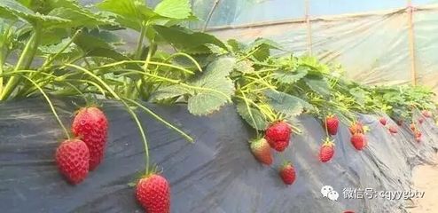 又到草莓成熟时!云阳草莓采摘地来啦~简直太甜蜜!