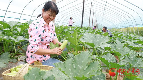 成县 打好 产业牌 走好 富民路