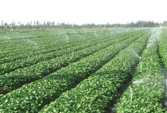 塞上菜园 香飘四海