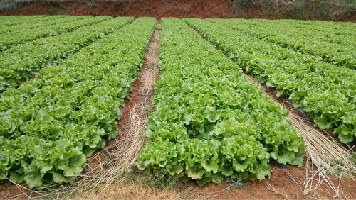 这4种蔬菜不用农药，被称为人体脑黄金，不知道太亏了！