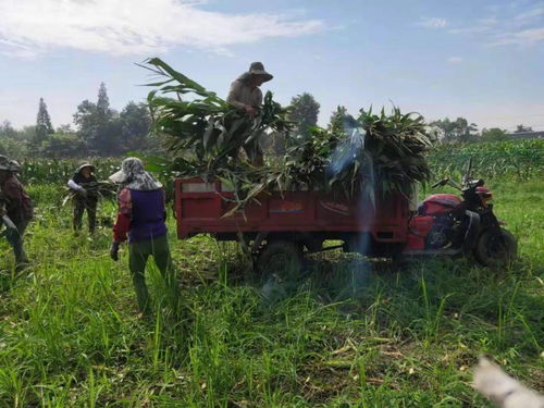 种养结合 向阳镇这家家庭农场出奇制胜，实现致富梦