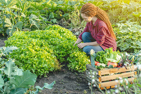 花园里的新鲜蔬菜汁 家庭农场的排毒饮食新体验