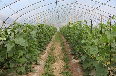萍乡芦溪县 借绿生金——旅游与蔬菜种植家庭农场双轮驱动乡村振兴