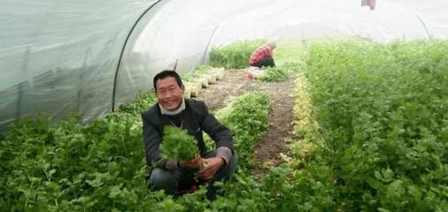 充满收获的喜悦！芹菜村里的幸福生活