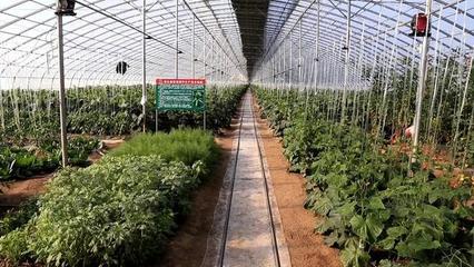 广饶县3家家庭农场入围省级示范场，蔬菜种植家庭农场崭露头角