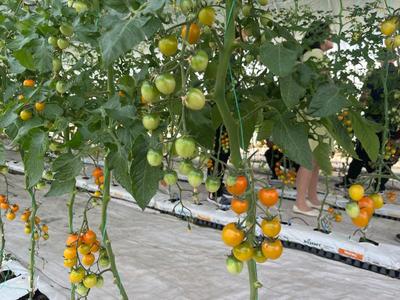 正宁 菜菌飘香产业兴旺，蔬菜种植家庭农场引领乡村振兴